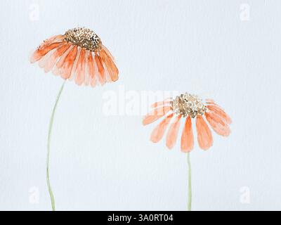Aquarell für den Frühling. Illustration zweier zarter orangener Blüten. Weißer Hintergrund Stockfoto