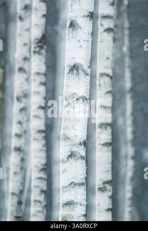 Hohe Birken stehen anmutig in einem schwedischen Wald, ihre weiße Rinde kontrastiert mit sanft fallenden Schneeflocken und schafft eine friedliche Winteratmosphäre Stockfoto