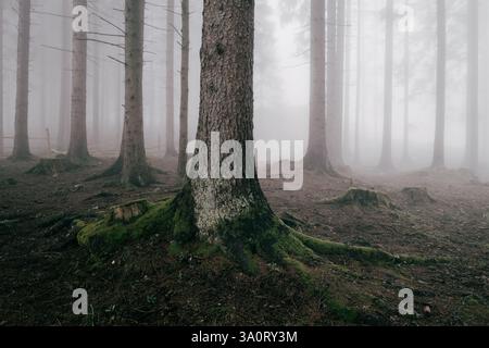 Nebeliger Wald mit hohen, geraden Bäumen, die mit Moos bedeckt sind und verfallende Blätter schaffen eine geheimnisvolle Waldszene Stockfoto