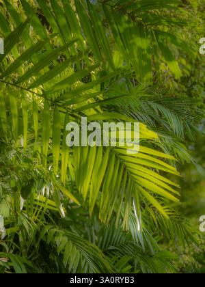 Ein Hintergrund von üppigem, tropischem Grün - Palmblätter usw. - mit der Sonne, die Bereiche von Licht und Schatten in beruhigenden, botanischen Grüntönen schafft Stockfoto
