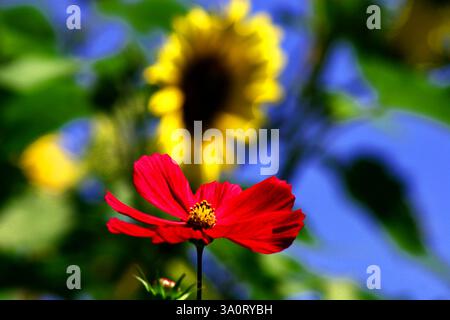 Eine lebendige Sammlung von Blumen in voller Blüte, darunter Tulpen, Gänseblümchen, Iris und Wildblumen, mit verschiedenen Farben, Texturen und Schönheit Stockfoto