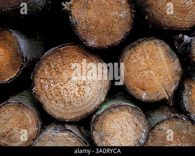Holzlagerung im Wald. Nach dem Fällen werden die Stämme an den Kanten von Waldwegen für den Transport gelagert. Stockfoto
