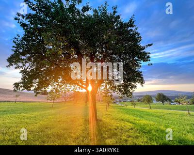 Ein majestätischer Baum steht allein in einer weiten, offenen Landschaft, beleuchtet von einem goldenen Sonnenschein. Das Licht filtert durch die Blätter Stockfoto