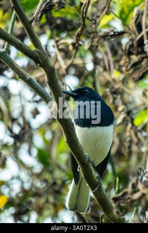 Die Elster ist einer der intelligentesten Vögel. Die Elster ist ein unverwechselbarer Langschwanzvogel. Es ist hauptsächlich schwarz, mit einem weißen Bauch Stockfoto