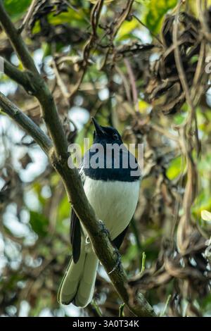 Die Elster ist der Nationalvogel von Bangladesch. Ein Elfenvogel sitzt auf einem Baumzweig. Es ist hauptsächlich schwarz, mit einem weißen Bauch Stockfoto