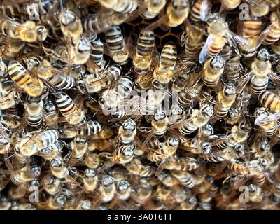 Diese faszinierende Nahaufnahme fängt einen Schwarm von Honigbienen ein, die fleißig arbeiten und ihre entscheidende Rolle in der Natur hervorheben. Stockfoto