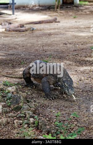 Dieses Foto aus dem Jahr 2012 zeigt einen Komodo-Drachen, der auf der Insel Komodo spaziert und eine einzigartige Perspektive für Reise- und Tierliebhaber bietet. Stockfoto