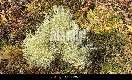 Rentiermoos oder Flechten (Cladonia rangiferinaon) im Heideland des New Forest Stockfoto