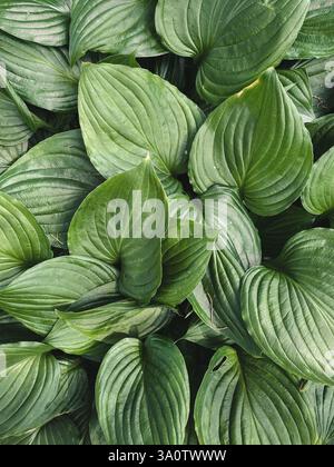 Nahaufnahme der Blattstruktur von Hostas. Natürliche grüne Hosta-Pflanze hinterlässt Hintergrund. Stockfoto