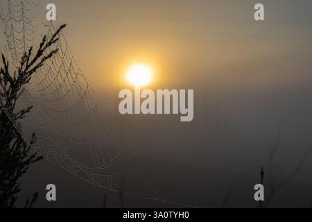 Spinnennetz mit Tautropfen, die das Sonnenlicht am frühen nebeligen Morgen reflektieren und eine ruhige Atmosphäre schaffen Stockfoto