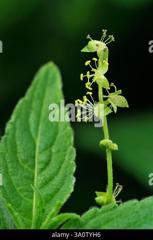 Hunde Mercury (Mercurialis perennis) Nahaufnahme von Blumen im Laubwald im Frühjahr, Berwickshire, Schottland, April Stockfoto