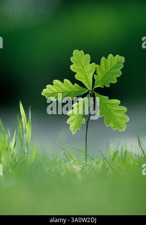 Sessile / Durmast Oak (Quercus petraea) Setzling, fotografiert durch Hintergrundbeleuchtung am frühen Morgen, in oakwood, Lochaber, Schottland, Mai Stockfoto