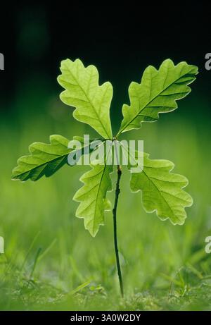 Sessile / Durmast Oak (Quercus petraea) Setzling, fotografiert durch Hintergrundbeleuchtung am frühen Morgen, in oakwood, Lochaber, Schottland, Mai Stockfoto