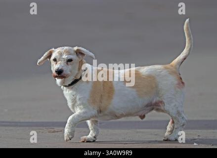 Kleiner Hund Stockfoto