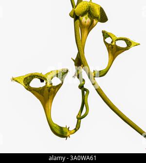 Fallschirmblüten (Ceropegia sandersonii), Asclepiadaceae. Details. Die Leuchterblume lockt ahnungslose Fliegenweibchen an – mit dem Parf Stockfoto