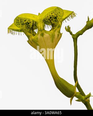 Fallschirmpflanze (Ceropegia sandersonii). KIT, Karlsruhe, Deutschland, Europa Stockfoto