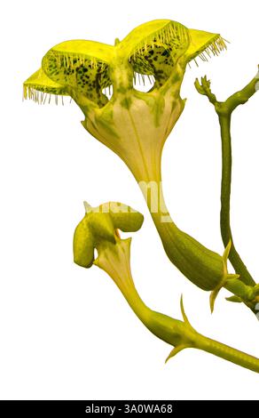 Fallschirmpflanze (Ceropegia sandersonii). KIT, Karlsruhe, Deutschland, Europa Stockfoto