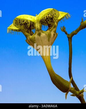 Fallschirmpflanze (Ceropegia sandersonii). KIT, Karlsruhe, Deutschland, Europa Stockfoto