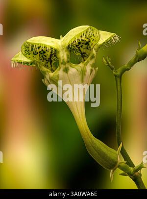 Fallschirmpflanze (Ceropegia sandersonii). KIT, Karlsruhe, Deutschland, Europa Stockfoto