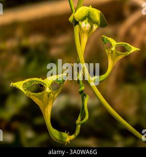 Kletterfallschirmpflanze (Ceropegia sandersonii) Stockfoto