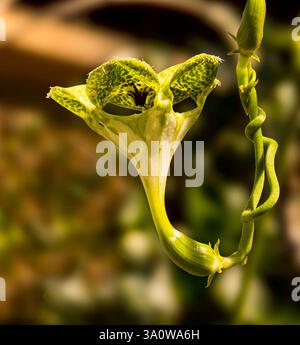 Fallschirmpflanze (Ceropegia sandersonii) Stockfoto