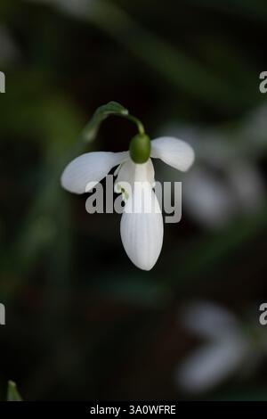 Der bezaubernde Galanthus „Magnet“ erwacht im Frühjahr. Aufmerksamkeit erregend, schön, blühend, rot, kühl, üppige, atemberaubende, kühne Blume Stockfoto