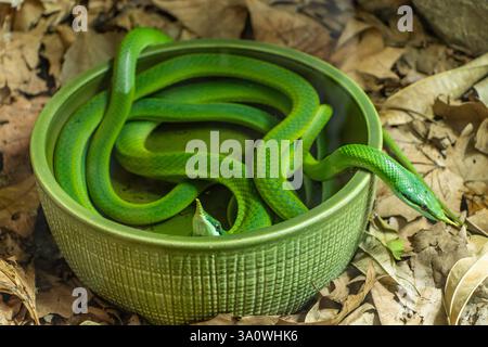 Trimeresurus albolabris im ZOO VON Zagreb. Trimeresurus albolabris, die Weißlippenviper oder Weißlippenviper, ist eine giftige Grubenviper Stockfoto