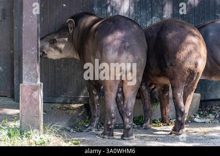 Flachland-Tapir (Tapirus terrestris) mit Zunge oder südamerikanischem Tapir. Südamerikanischer Tapir in einem Zoo Zagreb Stockfoto