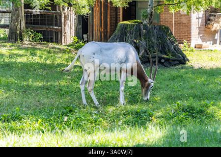 Scimitar-gehörnte Oryx (Oryx dammah) mit Ziegelmauer im Hintergrund. Im Zoo Von Zagreb, Kroatien Stockfoto