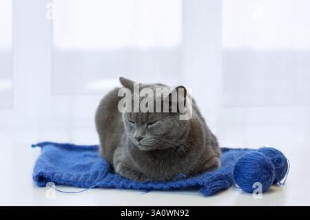 Eine graue Katze, die friedlich auf einer kuscheligen blauen Strickdecke liegt. Nahaufnahme. Stockfoto