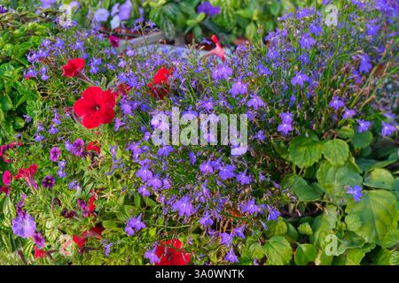Bunte Blumen auf dem Gartenbeet. Helle Sommerblumen, rote und lila Petunien und blaue Lobelie Stockfoto