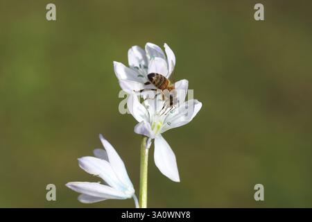 Westliche Honigbiene oder europäische Honigbiene (APIs mellifera) auf blühender Weißschürze (Scilla mischtschenkoana) in einem niederländischen Garten. Familie Sparagaceae. Stockfoto