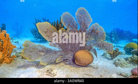 Karibisches Korallenriff vor der Küste der Insel Bonaire Stockfoto