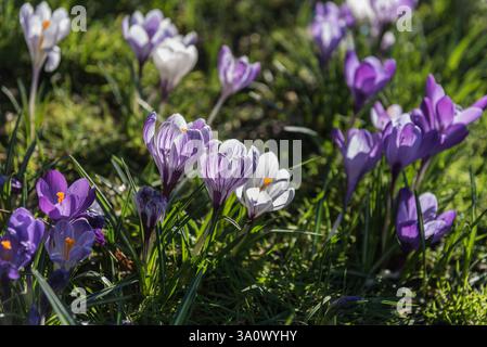 Rasen mit blühenden Krokussen in Norbiton, Surrey Stockfoto