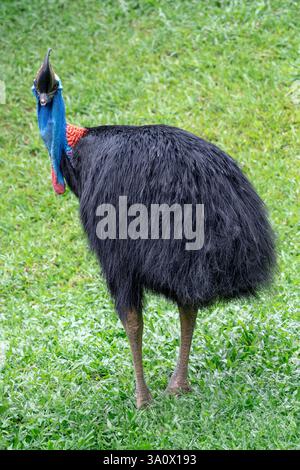Südlicher Kasuar (Casuarius casuarius) mit lebendigem Gefieder und markantem Kasino auf grünem Gras in einem tropischen Gehege im Zoo von Singapur. Stockfoto