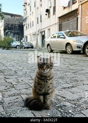 Ein junges Tabby-Kätzchen mit braun-schwarz gestreiftem Pelz sitzt auf einer Kopfsteinpflasterstraße. Der Hintergrund besteht aus geparkten Autos, mehrstöckigen Gebäuden mit Stockfoto
