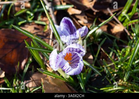 Gestreifte Krokusse in Lila und weiß Stockfoto
