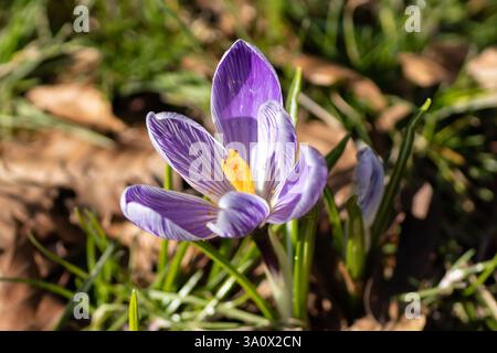 Einzelner Krokus Von Oben Stockfoto
