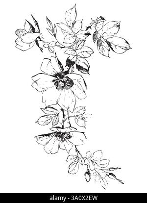 Vintage Gravur Stil Vektor Illustration von Blumenstrauß von Rosen mit Blüten und Blättern Stock Vektor