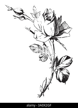 Vintage Gravur Stil Vektor Illustration von Blumenstrauß von Rosen mit Blüten und Blättern Stock Vektor