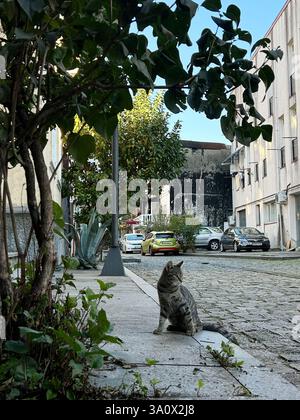 Eine Tabbykatze mit einem gestreiften braunen und schwarzen Fell sitzt am Rand eines Bürgersteigs und blickt zur Seite. Die Szene ist in einer urbanen Umgebung mit Kopfsteinpflaster Stockfoto