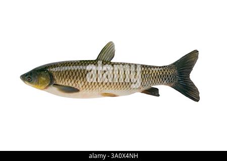 Weißer Graskarpfen isoliert auf weißem Hintergrund Stockfoto