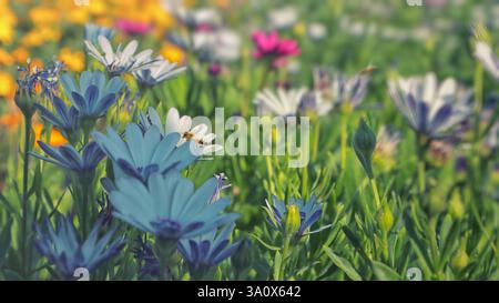 Bienen auf einer Frühlingsblumenwiese. Selektiver Fokus Stockfoto