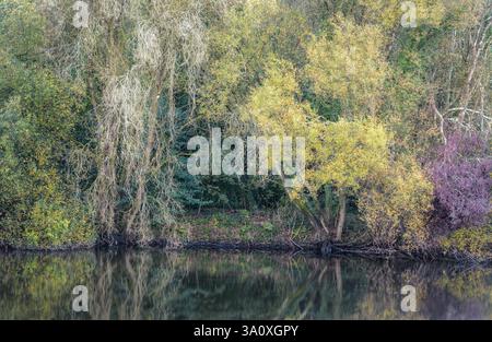 Der Auwald zeigt die ersten Farben des Herbstes am Fluss Minho bei Lugo in Galicien Stockfoto