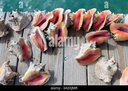 Bunte Muscheln zum Verkauf am Secret Beach, einem beliebten Erholungsgebiet am Meer in der Nähe von San Pedro. Ambergris Caye, Belize Stockfoto