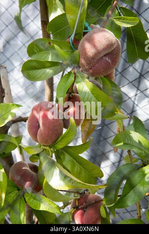 Reife Pfirsiche auf einem Baum, wahrscheinlich ein Garten, hinter einem Maschendrahtzaun. Obst ist bereit für die Ernte. Stockfoto