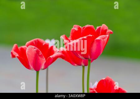 Nahaufnahme leuchtend roter Tulpen in voller Blüte vor einem verschwommenen grünen Hintergrund, die an einem Frühlingstag ihre zarten Blütenblätter und leuchtenden Farben zeigen Stockfoto