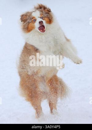 Glücklicher Hund, der in den Schnee springt Stockfoto