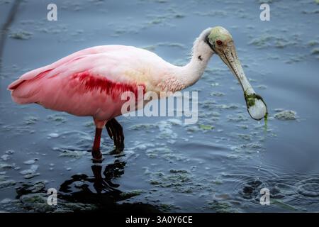 Rosalöffler in den Everglades Stockfoto