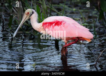 Rosalöffler in den Everglades Stockfoto